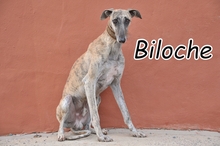 BILOCHE, Hund, Galgo Español in Spanien - Bild 1