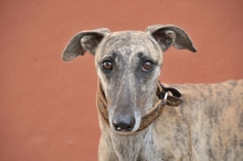 BILOCHE, Hund, Galgo Español in Spanien - Bild 2