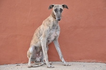 BILOCHE, Hund, Galgo Español in Spanien - Bild 3