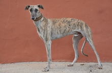 BILOCHE, Hund, Galgo Español in Spanien - Bild 4