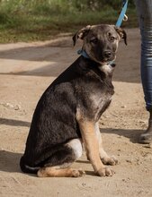 ÖDÖN, Hund, Mischlingshund in Ungarn - Bild 1