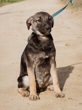 ÖDÖN, Hund, Mischlingshund in Ungarn - Bild 2