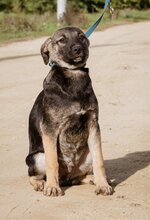 ÖDÖN, Hund, Mischlingshund in Ungarn - Bild 3