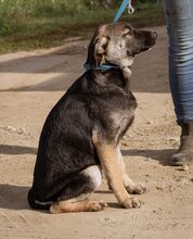 ÖDÖN, Hund, Mischlingshund in Ungarn - Bild 4