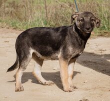 ÖDÖN, Hund, Mischlingshund in Ungarn - Bild 5