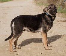 ÖDÖN, Hund, Mischlingshund in Ungarn - Bild 6