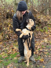 MURIEL, Hund, Mischlingshund in Ungarn - Bild 11