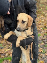 MURIEL, Hund, Mischlingshund in Ungarn - Bild 12