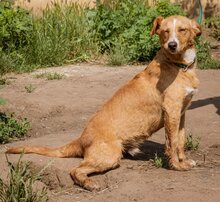 LUDWIG, Hund, Mischlingshund in Ungarn - Bild 2