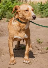 LUDWIG, Hund, Mischlingshund in Ungarn - Bild 3