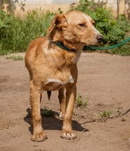 LUDWIG, Hund, Mischlingshund in Ungarn - Bild 4