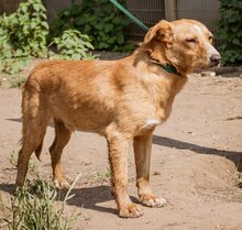 LUDWIG, Hund, Mischlingshund in Ungarn - Bild 5