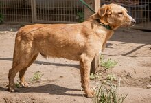 LUDWIG, Hund, Mischlingshund in Ungarn - Bild 6