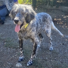 NADINE, Hund, English Setter in Griechenland - Bild 1