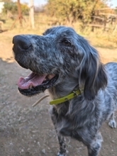 NADINE, Hund, English Setter in Griechenland - Bild 10