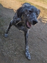 NADINE, Hund, English Setter in Griechenland - Bild 11