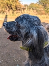 NADINE, Hund, English Setter in Griechenland - Bild 12