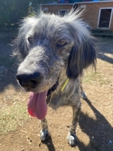 NADINE, Hund, English Setter in Griechenland - Bild 13