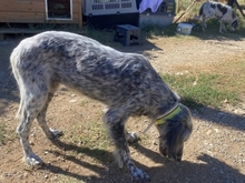 NADINE, Hund, English Setter in Griechenland - Bild 14