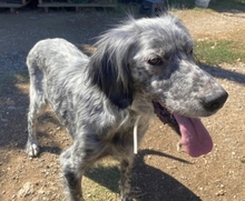 NADINE, Hund, English Setter in Griechenland - Bild 15