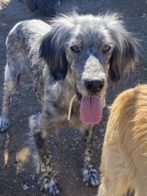 NADINE, Hund, English Setter in Griechenland - Bild 16