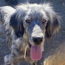 NADINE, Hund, English Setter in Griechenland - Bild 17