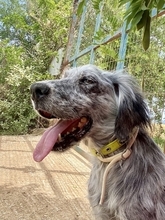 NADINE, Hund, English Setter in Griechenland - Bild 3