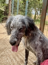 NADINE, Hund, English Setter in Griechenland - Bild 4