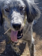 NADINE, Hund, English Setter in Griechenland - Bild 5