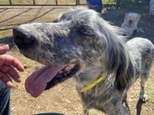 NADINE, Hund, English Setter in Griechenland - Bild 6