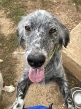 NADINE, Hund, English Setter in Griechenland - Bild 7