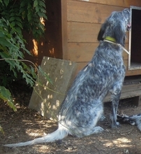 NADINE, Hund, English Setter in Griechenland - Bild 8