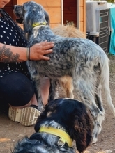 NADINE, Hund, English Setter in Griechenland - Bild 9