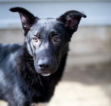 SEBASTIAN, Hund, Mischlingshund in Rumänien - Bild 1