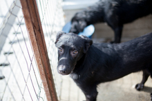 SEBASTIAN, Hund, Mischlingshund in Rumänien - Bild 2