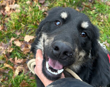 MARVIN, Hund, Mischlingshund in Kroatien - Bild 3