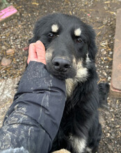 MARVIN, Hund, Mischlingshund in Kroatien - Bild 6