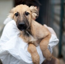 OTSOA, Hund, Mischlingshund in Rumänien - Bild 1