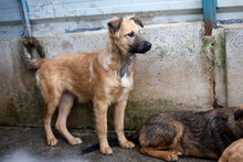 OTSOA, Hund, Mischlingshund in Rumänien - Bild 2