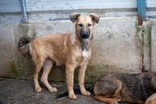 OTSOA, Hund, Mischlingshund in Rumänien - Bild 3