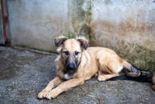 OTSOA, Hund, Mischlingshund in Rumänien - Bild 4