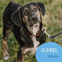 GUNDEL, Hund, Mischlingshund in Rumänien