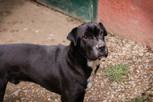 OTHELLO, Hund, Shar Pei-Mix in Kroatien - Bild 1