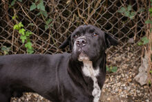 OTHELLO, Hund, Shar Pei-Mix in Kroatien - Bild 2