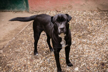 OTHELLO, Hund, Shar Pei-Mix in Kroatien - Bild 3