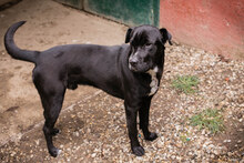 OTHELLO, Hund, Shar Pei-Mix in Kroatien - Bild 4