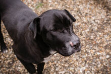 OTHELLO, Hund, Shar Pei-Mix in Kroatien - Bild 5