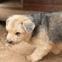 KIANO, Hund, Mischlingshund in Portugal - Bild 3