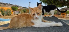 VALANTIS, Katze, Europäisch Kurzhaar in Zypern - Bild 1