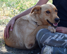 BEAUTY, Hund, Mischlingshund in Slowakische Republik - Bild 1